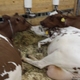 Illustration for article titled Cows at the Fair - Im Famous and Exhausted